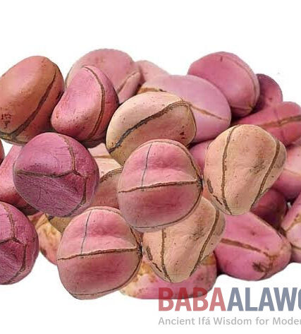 Obi Abata (Kola Nut) – Sacred Ifa & Orisha Divination Nut