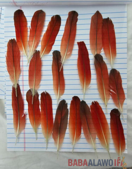 Ikode (Ikodidere) – African Grey Parrot Tail Feathers | Authentic Ritual Feather