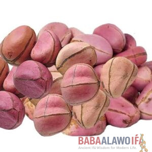 Obi Abata (Kola Nut) – Sacred Ifa & Orisha Divination Nut
