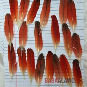Ikode (Ikodidere) – African Grey Parrot Tail Feathers | Authentic Ritual Feather